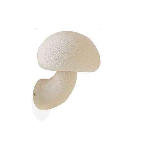 Ioakka | Glow Mushroom Resin Wall Light